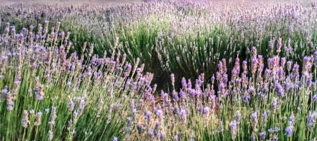 Campo de lavanda en Santa Eulàlia de Ronçana.