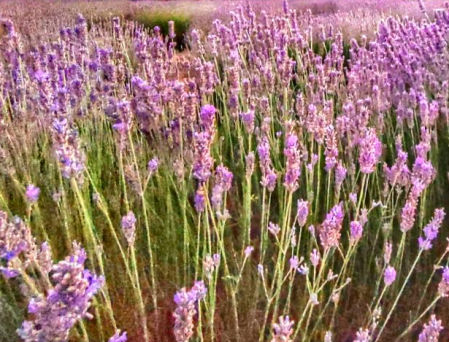 Campo de lavanda en Santa Eulàlia de Ronçana.