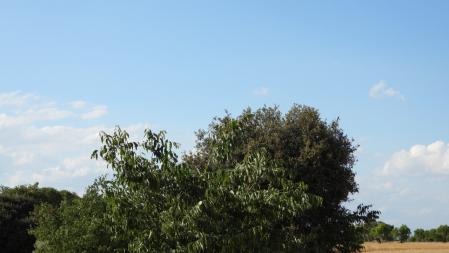 Reto visual: ¿Dónde está el pájaro?