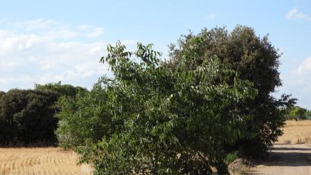 Reto visual: ¿Dónde está el pájaro?