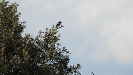 Detalle del alcaudón.