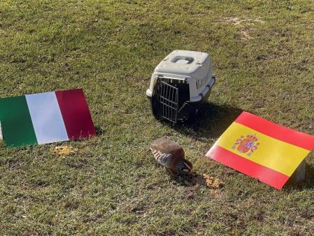 La perdiz ha pronosticado todos los partidos de España en la Eurocopa sin equivocarse