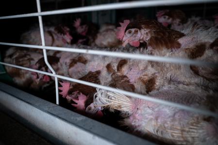 Gallinas hacinadas en jaulas en una granja.