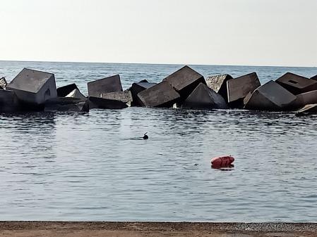Limpieza del fondo marino de las playas de Barcelona.