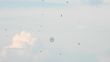 Solución al Reto visual del buitre, que aparece señalizado.