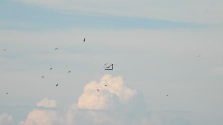 Solución al Reto visual del buitre, que aparece señalizado.