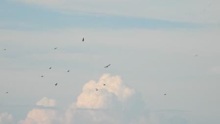 Reto visual, ¿dónde está el buitre?