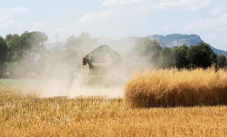 El busardo ratonero en la siega en Gurb.