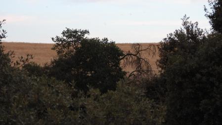 Reto visual: ¿Dónde están los dos puputs?