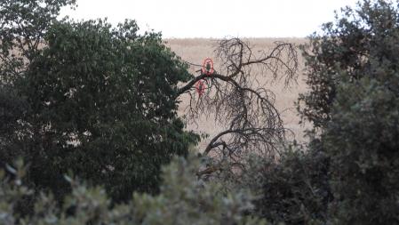 Solución al Reto visual de los dos puputs.
