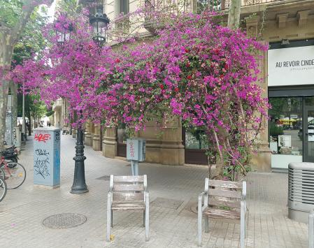 Hay marcha una recogida de firmas para que el Consistorio reconozca el valor singular y patrimonial de la buganvilla