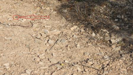 Solución al Reto visual de la libélula.