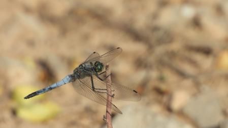 Reto visual: la libélula en detalle.