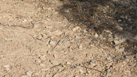 Reto visual: ¿Dónde está la libélula?