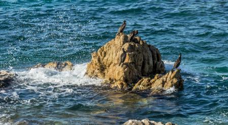 Cormoranes en Sant Pol de Mar.