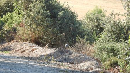 Perdiz roja, madre e hija, en el camino de Altet, retratadas en verano.