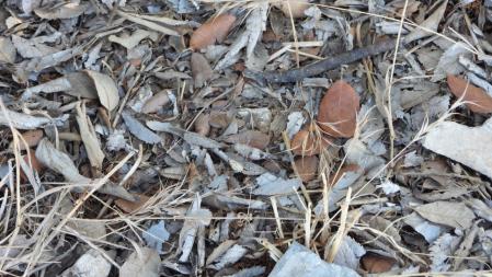 El saltamontes, más en detalle.