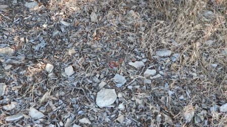 Solución a la segunda fotografía del Reto del saltamontes.