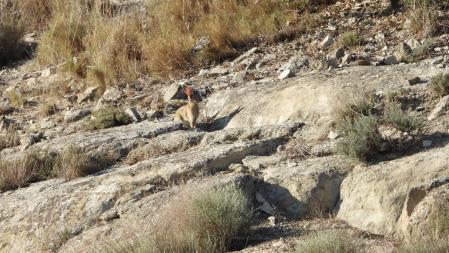 Uno de los conejos en detalle.
