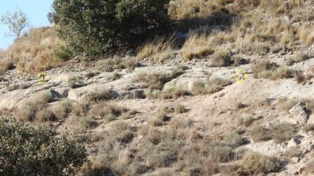 Solución al Reto visual de los conejos.