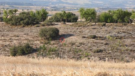 Solución al Reto visual del abejaruco.