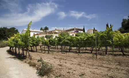 Viñedos Can Ràfols dels Caus