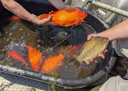 Estos peces están arrasando con el ecosistema y ensuciando los sedimentos del fondo de los lagos