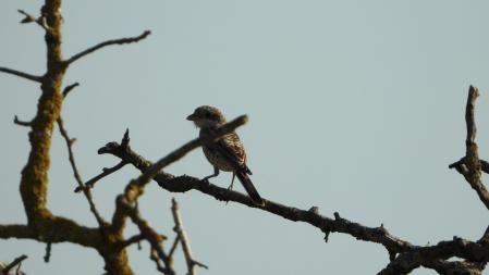 Solución al Reto visual del alcaudón.