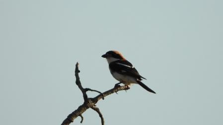 El alcaudón, en detalle.