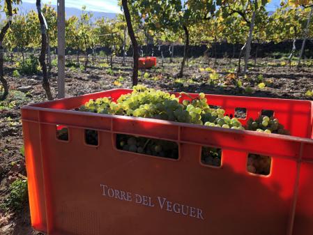 Uvas, viñedos Torre del Veguer