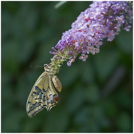 Mariposa atraída por la planta.