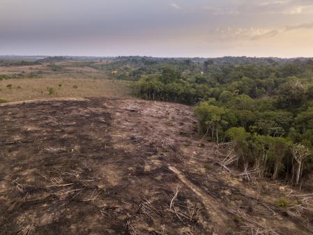 Zona deforestada en la selva amazónica en Brasil para el cultivo de soja o la producción de carne de res.