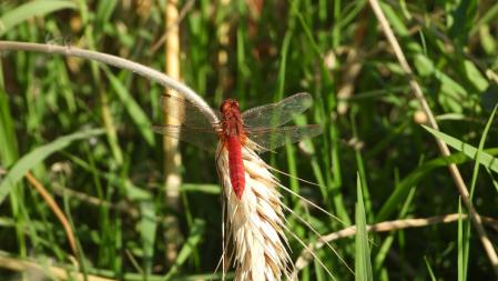 La libélula escarlata en detalle.