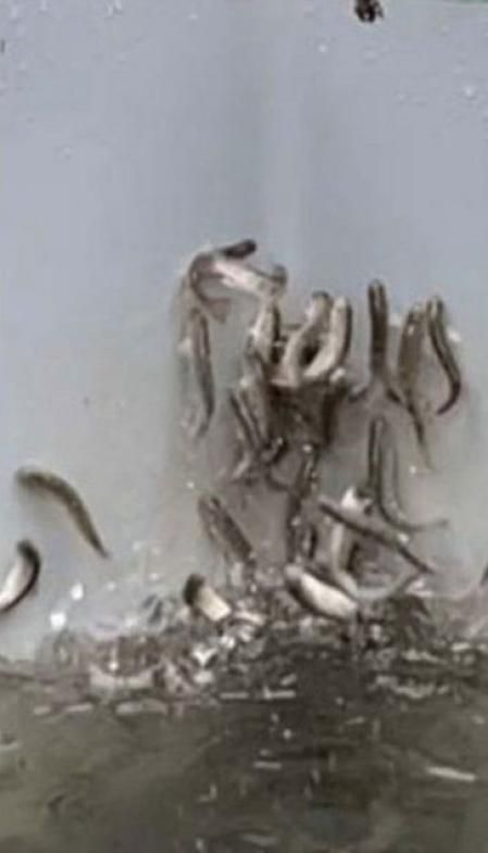 Las autoridades medioambientales locales realizaron una investigación tras ver el extraño comportamiento de los peces