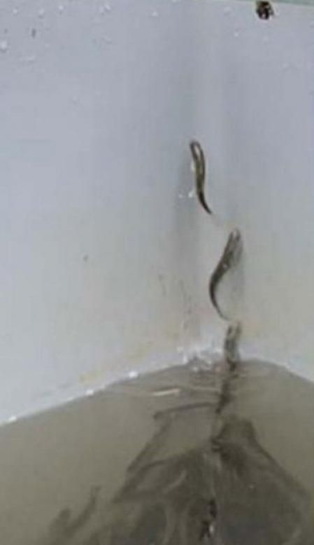 Los investigadores encontraron restos de&nbsp;cocaína y benzoilecgonina&nbsp;