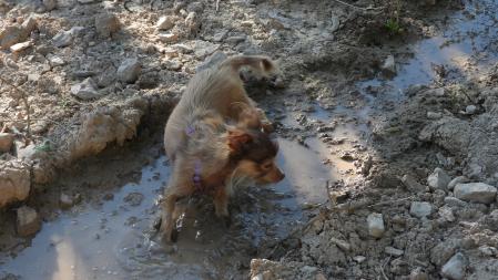 Un perro de raza pequeña jugando en un charco.