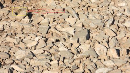 Solución al Reto visual de la libélula.