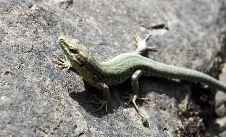 Lagartija roquera del entorno del Castillo de Besora.