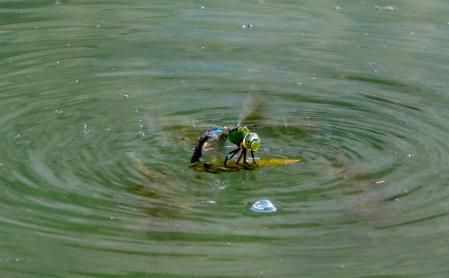 Libelula en un estanque de regadío.