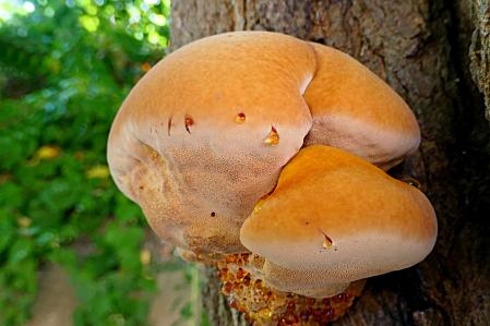 Perfil del Inonotus Hispidus.