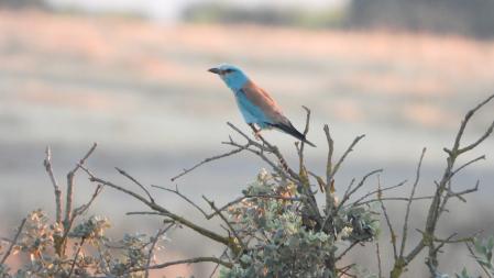 Detalle de un Gaig blau, captada en La Figuerosa.