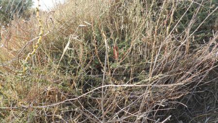 Solución al Reto visual de la hormiga león.