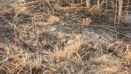 Solución al Reto visual de la hormiga león.