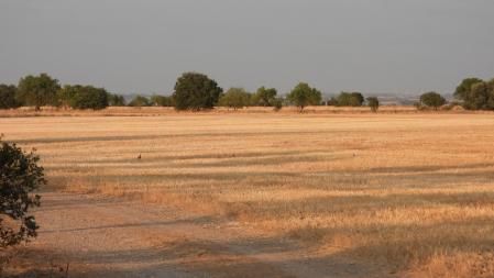 Reto visual: ¿Cuántas perdices ves en la imagen?