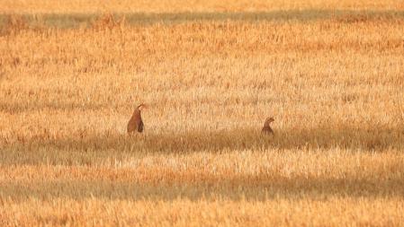 Dos de las perdices, la madre y la cría.