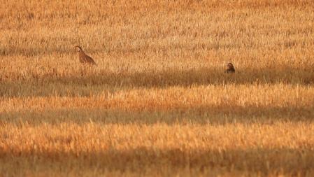 Dos de las perdices, la madre y la cría.