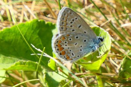 Mariposa ícaro en el claustro del monasterio de Pedralbes.