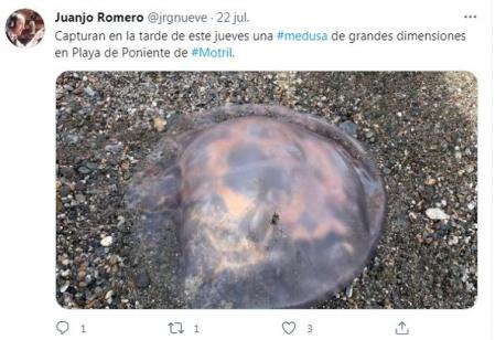 Avistamiento de la medusa gigante