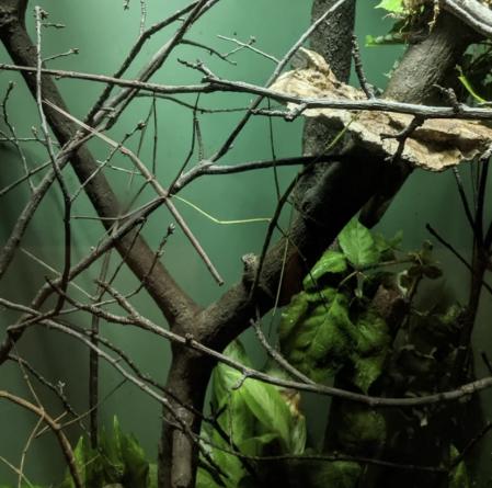 No es la primera vez que el Zoológico del Bronx comparte este tipo de contenido