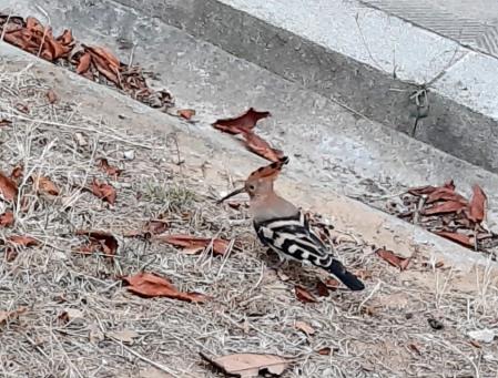 Abubilla en pleno centro de la ciudad condal